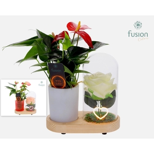 LED Lichtbal Hart houten planter met Anthurium
