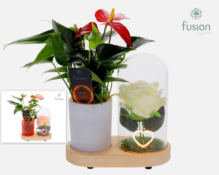 <h4>LED Lichtbal Hart houten planter met Anthurium</h4>