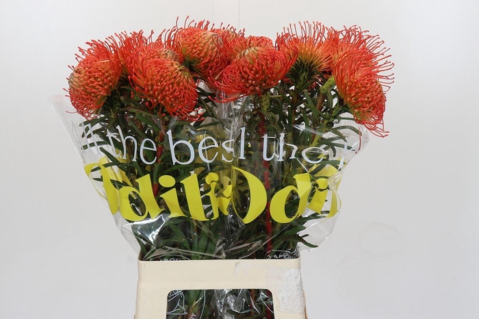 <h4>Nutans Succession</h4>