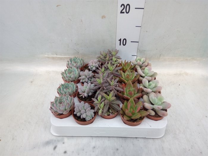 <h4>Succulents   ...</h4>