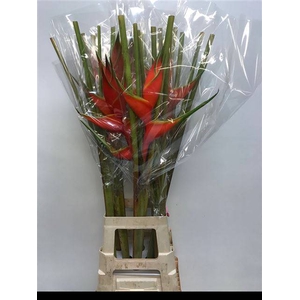 Heleconia  Boeket