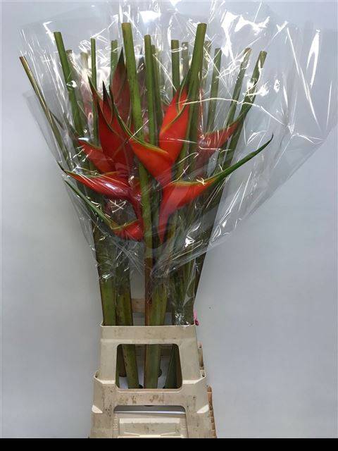 <h4>Heleconia  Boeket</h4>