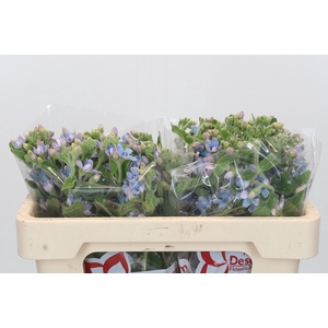 Oxypetalum Tweedia Blue