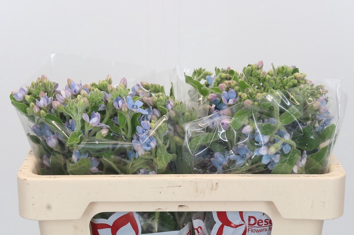 <h4>Oxypetalum Tweedia Blue</h4>