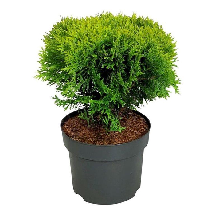 <h4>Thuja occ. 'Mirjam'</h4>