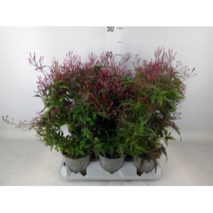 Jasminum polyanthum   ...rose