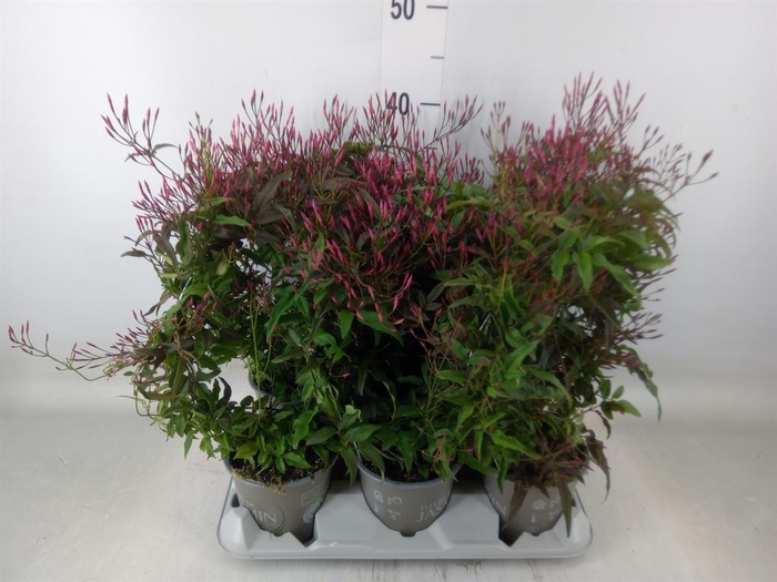 <h4>Jasminum polyanthum   ...rose</h4>