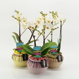 Arr.  Phalaenopsis H%