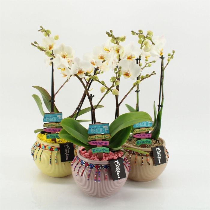 <h4>Arr.  Phalaenopsis H%</h4>