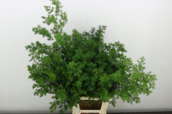 <h4>Asp Umbellatus</h4>