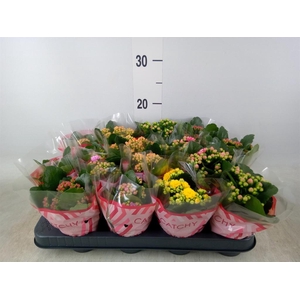 Kalanchoe blos.   ..rosebud mix  5