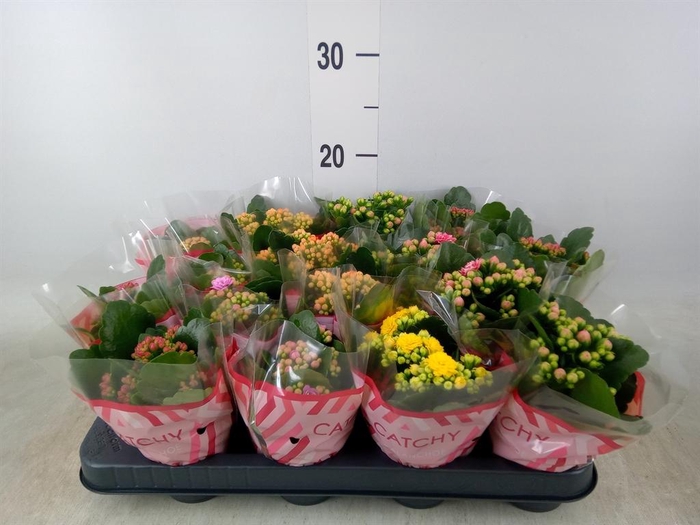 <h4>Kalanchoe blos.   ..rosebud mix  5</h4>