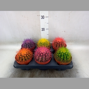 Echinocactus grusonii