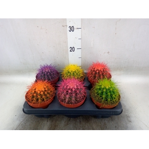 Echinocactus grusonii