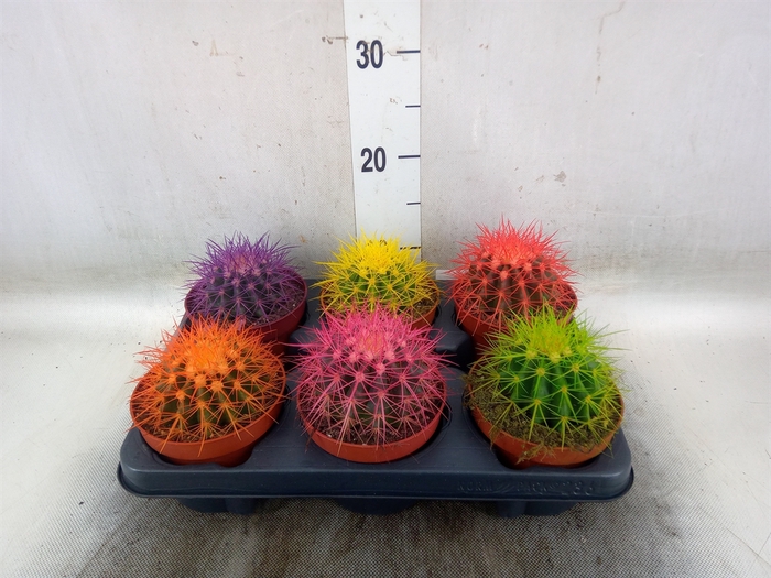 <h4>Echinocactus grusonii</h4>