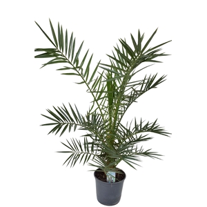 Phoenix canariensis