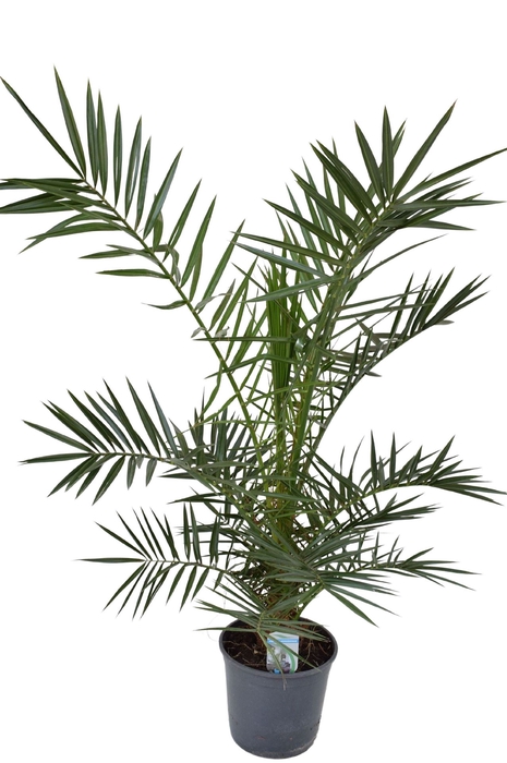 <h4>Phoenix canariensis</h4>