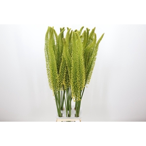 Eremurus Yellow Impact