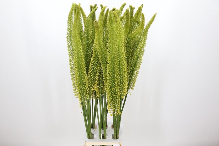 <h4>Eremurus Yellow Impact</h4>