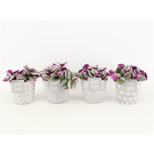 <h4>Tradescantia Nanouk In Star Pot</h4>