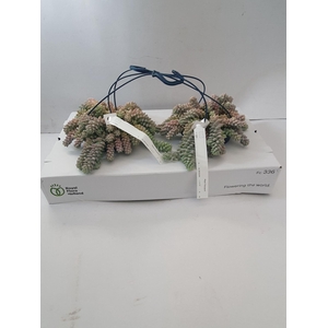 Sedum burrito