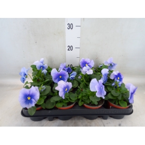 Viola wr. 'Delta Lavender'