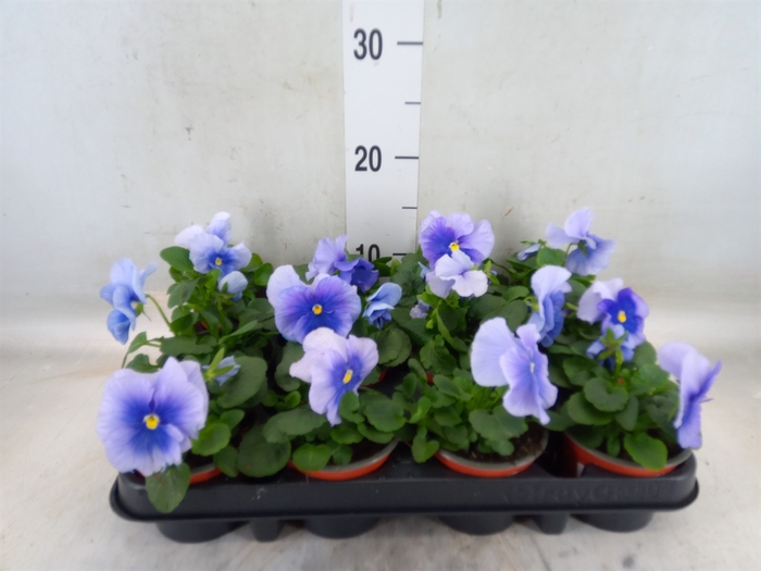 <h4>Viola wr. 'Delta Lavender'</h4>