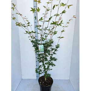 Acer palmatum Osakazuki