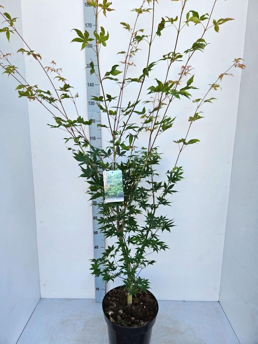 <h4>Acer palmatum Osakazuki</h4>