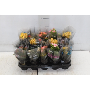 KALANCHOE P06 BICOLOR