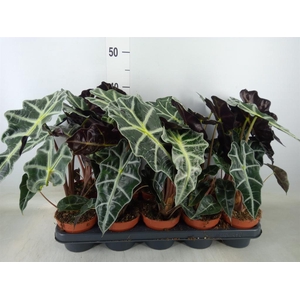 Alocasia amazonica 'Polly'