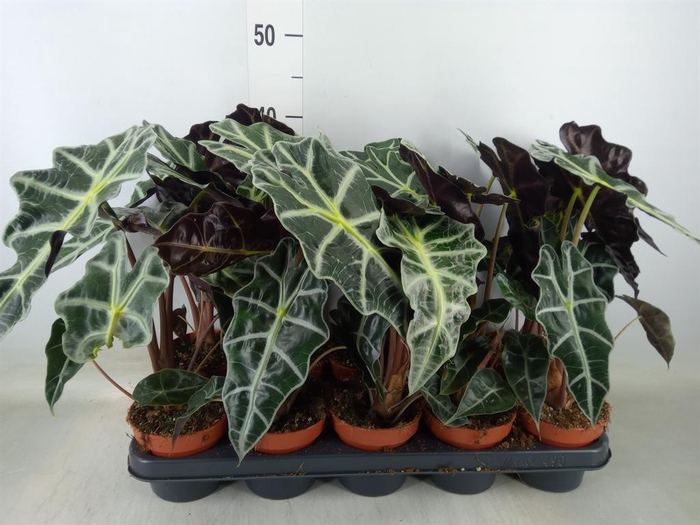 <h4>Alocasia amazonica 'Polly'</h4>