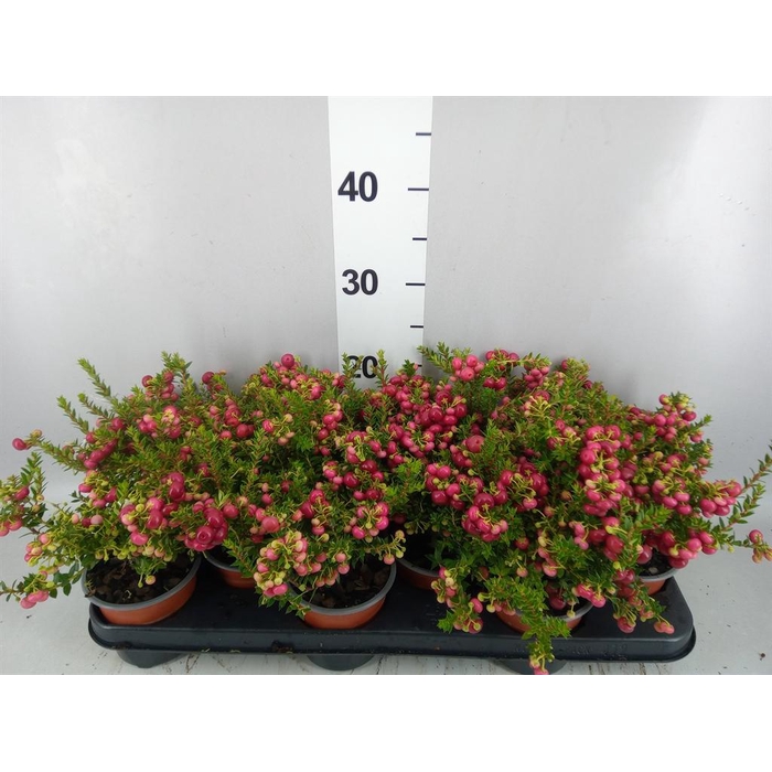<h4>Gaultheria   ...red berry</h4>