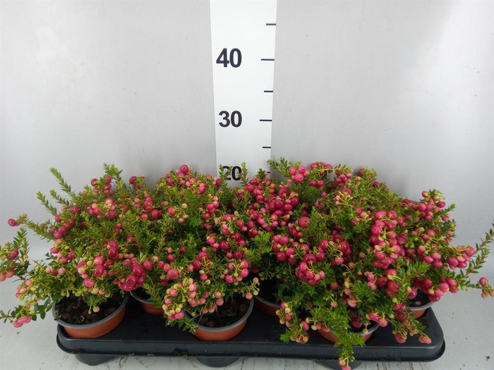 Gaultheria   ...red berry