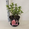 Hydrangea paniculata Vanille-Frais