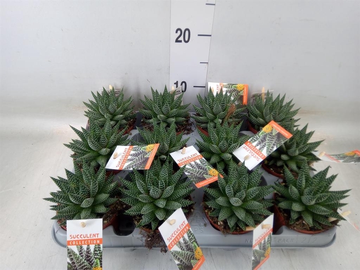 <h4>Haworthia   ...</h4>