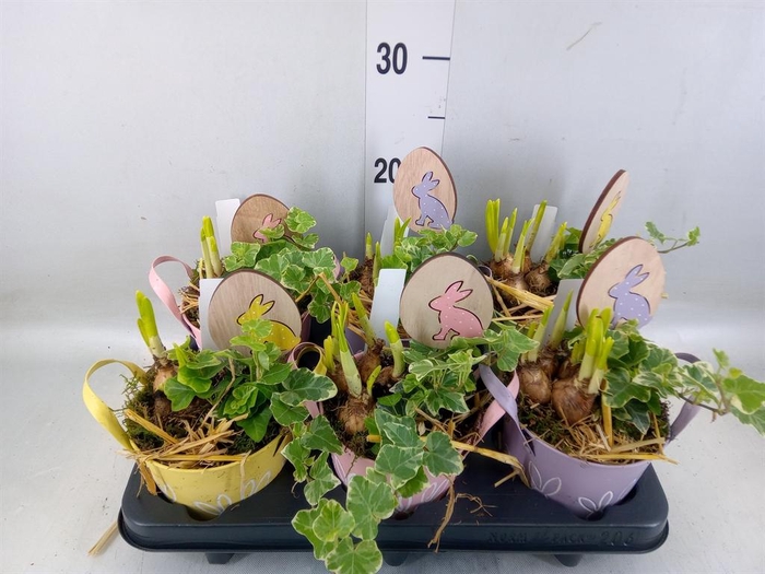 <h4>Arr. Narcissus</h4>