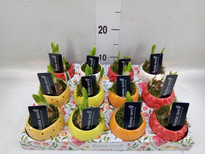 <h4>Arr.  Narcissus</h4>