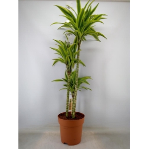 Dracaena fr de 'LemonLime'