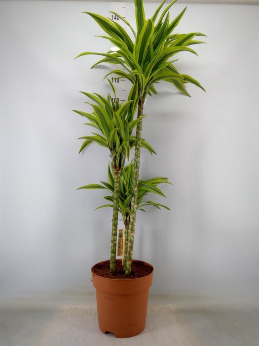 <h4>Dracaena fr de 'LemonLime'</h4>