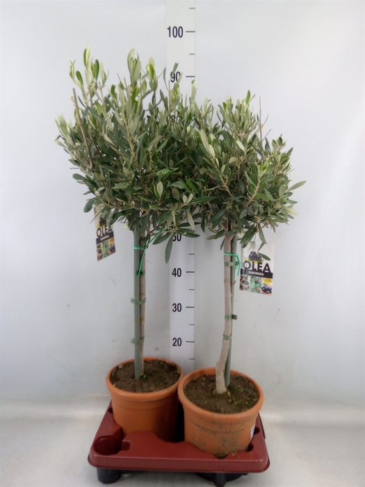 <h4>Olea europaea</h4>