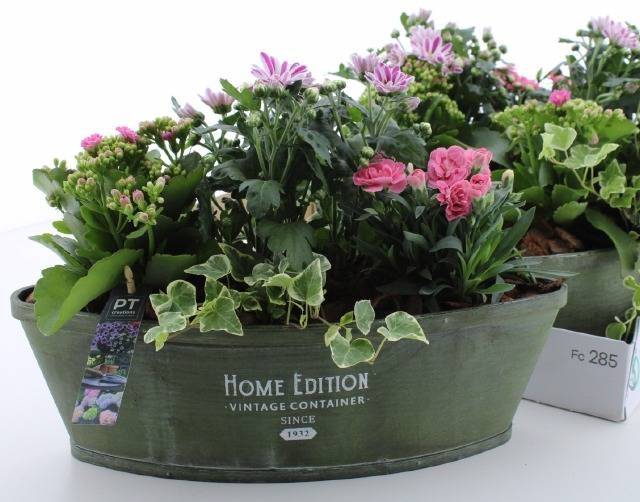 <h4>ARR TUINPLANTEN</h4>