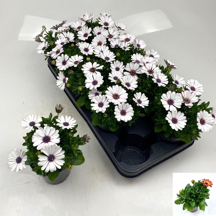 <h4>OSTEO SUNNY CAMBRIA</h4>