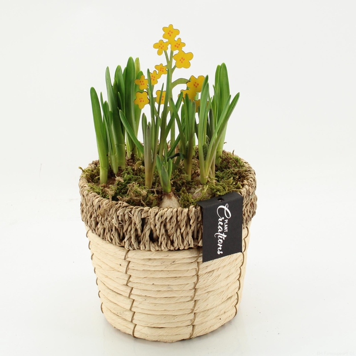 <h4>BLCR-2622 Bulbs creations</h4>