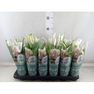 Spathiphyllum  'Pearl Cupido'
