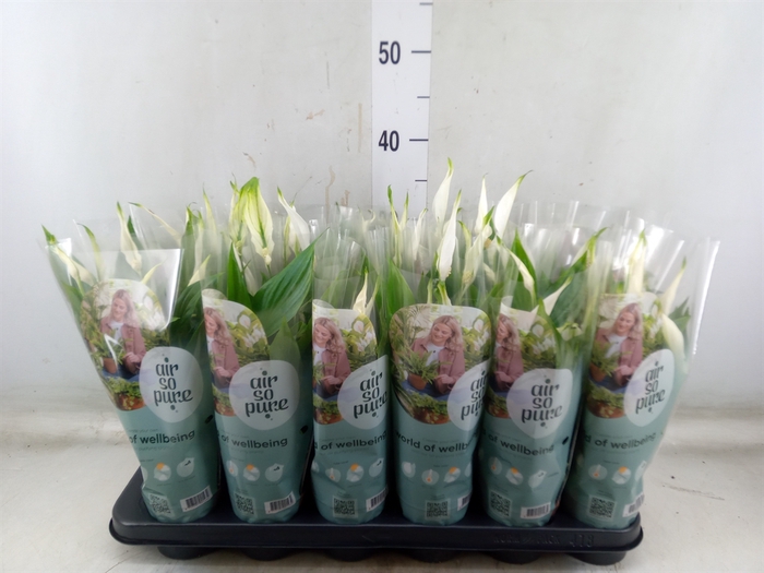 <h4>Spathiphyllum  'Pearl Cupido'</h4>