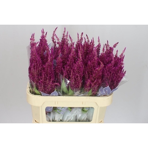 Celosia P Sunday Purple