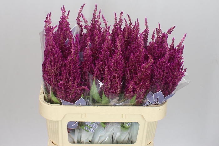 <h4>Celosia P Sunday Purple</h4>