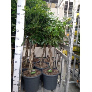 Schefflera arbor. 'Compacta'