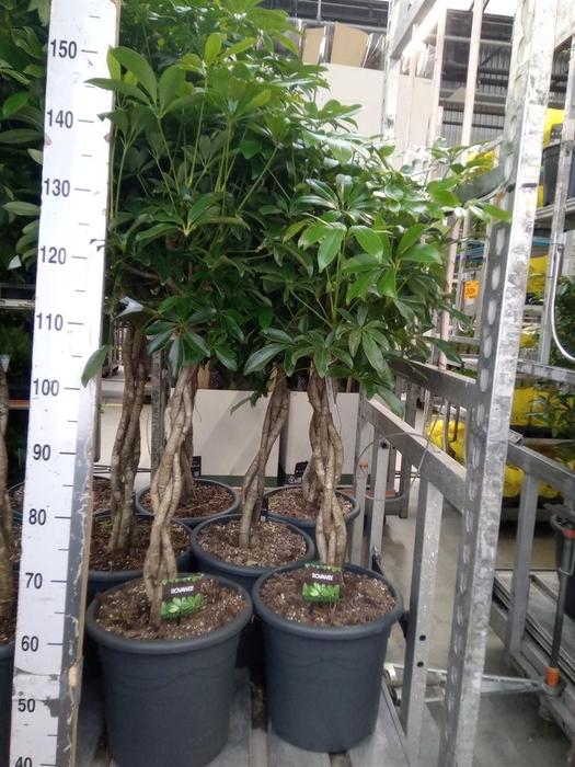 <h4>Schefflera arbor. 'Compacta'</h4>
